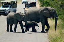 Big 5 Kruger National Park 2 Days Safari from Johannesburg