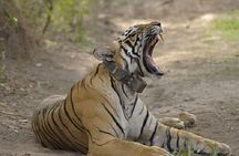 04 Days Ranthambore Tiger Tour With Agra & Jaipur By Car From Delhi