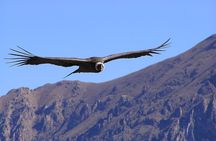 Condor Tour from Cusco - 1 Day