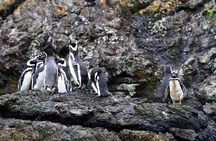 Chiloe Island - Puñihuil Tour