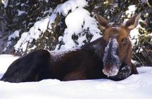 Winter Wildlife Discovery Tour