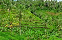 Full Day Surface of Ubud Private Tour