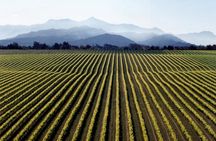 Full-Day Marlborough Wine Tour from Blenheim