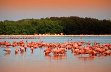 Private Tour: Celestun Biosphere Reserve by Yucatan Concierge