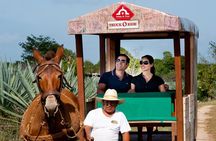 Private Tour: Uxmal & Hacienda Sotuta de Peon by Yucatan Concierge