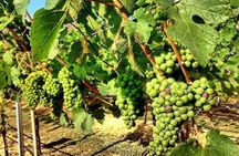 Khao Yai Winery - Vineyard Tours & Animal Lover with Horse Farm 