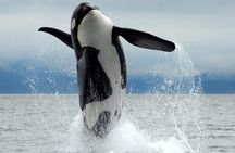 Cowichan Bay Half Day Whale & Wildlife Adventure