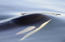 Cowichan Bay Half Day Whale & Wildlife Adventure