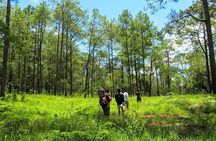 Kirirom National Park Private Day Tour from Phnom Penh