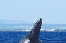 Early Bird Whale Watching Cruise from Waikiki