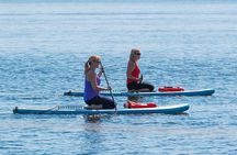 Dolphin and Manatee Paddleboard Tour