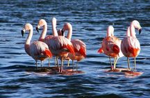 Laguna del Toro and Flamingo-Watching 4WD
