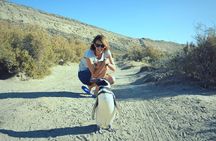 Patagonia Ranch and El Pedral Penguin Colony Tour from Puerto Madryn