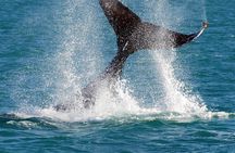 2 Hour Whale-Watching Cruise from Hillarys Boat Harbour