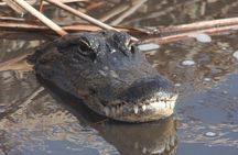 Everglades Day Safari from Ft Lauderdale