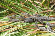 Western Everglades Adventure Tour