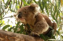 Private Tour: Phillip Island, Penguin Parade and Moonlit Sanctuary Conservation Park from Melbourne