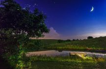 Private Bohol Evening Firefly Watching Cruise