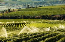 West Kelowna Wine Tour - Classic - 4 Wineries