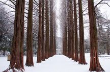 Winter Sonata TV Tour on Nami Island from Seoul