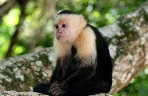 11-Day Tour San Jose: Tortuguero,Arenal,Monteverde,Manuel Antonio