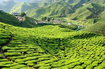 3-Night Cameron Highlands and Penang Tour from Kuala Lumpur