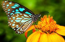 Kuala Lumpur Park Tour: Orchid Garden, Butterfly Park & Bird Park