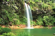 Half-Day Lambir Hills National Park Tour from Miri