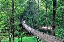 Half-Day Lambir Hills National Park Tour from Miri