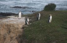 Private Guided Tour of Dunedin City Heritage and Unique Wildlife and Scenery