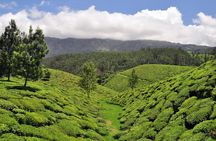Private Custom Tour: Munnar tea estate Sightseeing with guide