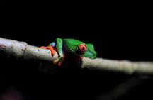 Guided Night Hike Arenal Mundo Aventura