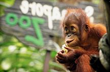 Ipoh Day Tour with Orang Utan Island Visit