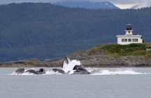 Mendenhall Glacier Visitor Center and Ultimate Whale Watch Combo