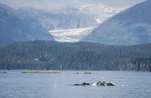 Mendenhall Glacier Visitor Center and Ultimate Whale Watch Combo