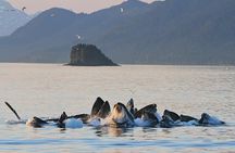 Ultimate Juneau Whale Watch Plus Mendenhall Glacier Photo Stop
