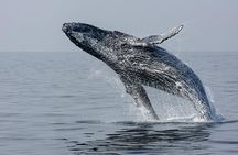 Ultimate Juneau Whale Watch Plus Mendenhall Glacier Photo Stop