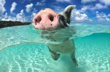 Exuma Day Away - Original Swimming Pigs Excursion