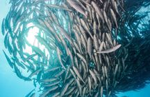 Snorkeling Adventure Cabo Pulmo