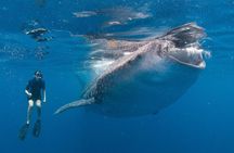 Snorkel with a Whale Shark In Los Cabos