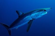Shark Encounter