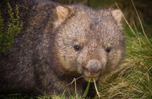 Cradle Mountain Wildlife Spotting after Dark