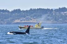 Victoria Zodiac Whale Watching Adventure 