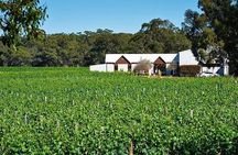Upper Reach Winery: Swan Valley Winery and Vineyard Tour
