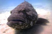 Scuba Dive Ningaloo Reef