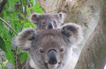 Byron Bay Wildlife Safari