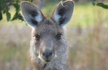 Byron Bay Wildlife Safari