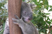 Private Guided Tour from Sydney to Blue Mountains National Park