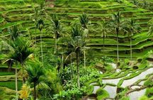 Full Day Exploring UBUD and Rice Terrace