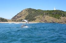 Kayaking with Dolphins in Byron Bay Guided Tour